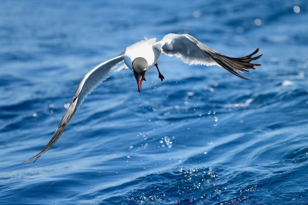 Laughing Gull - ML618958216