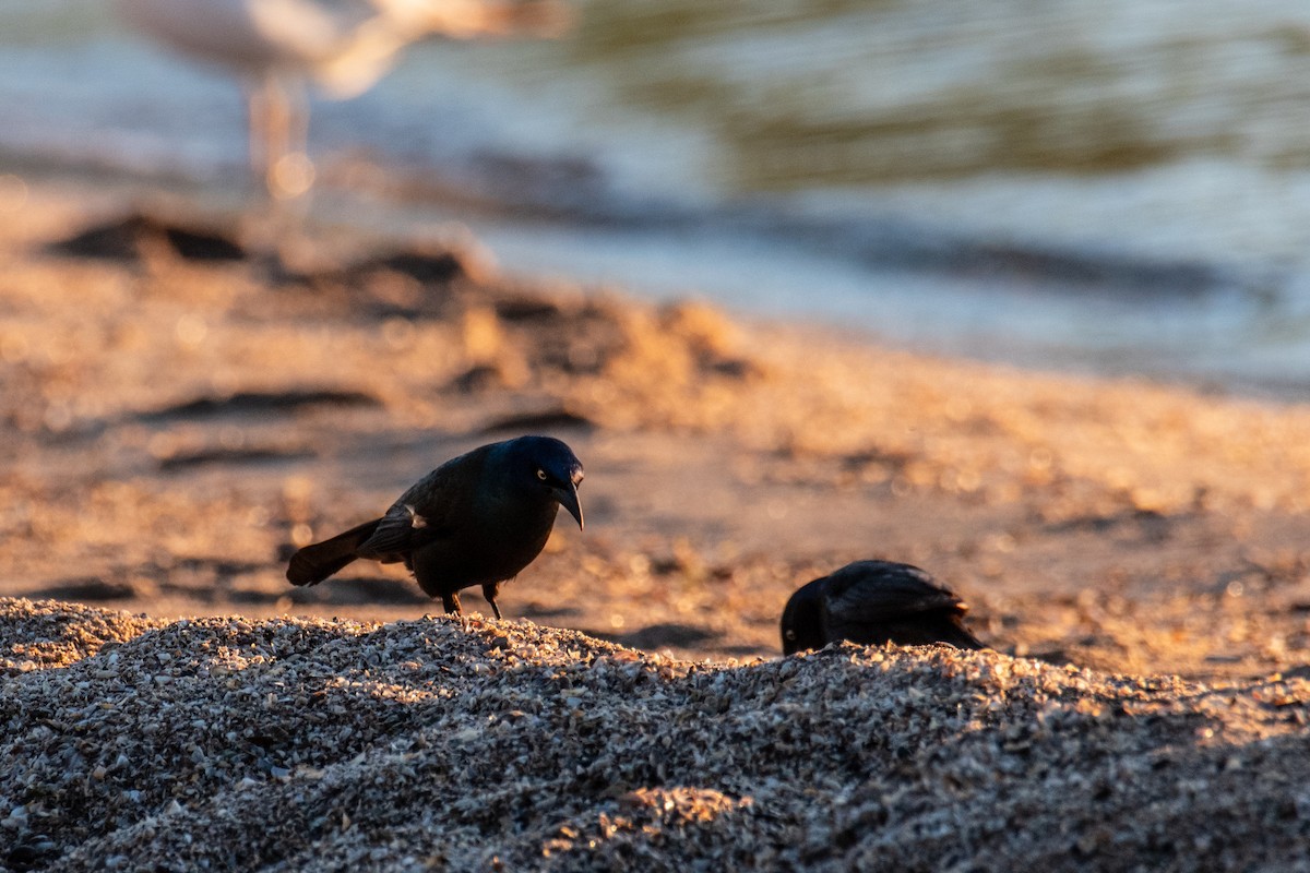 Common Grackle - ML618958230