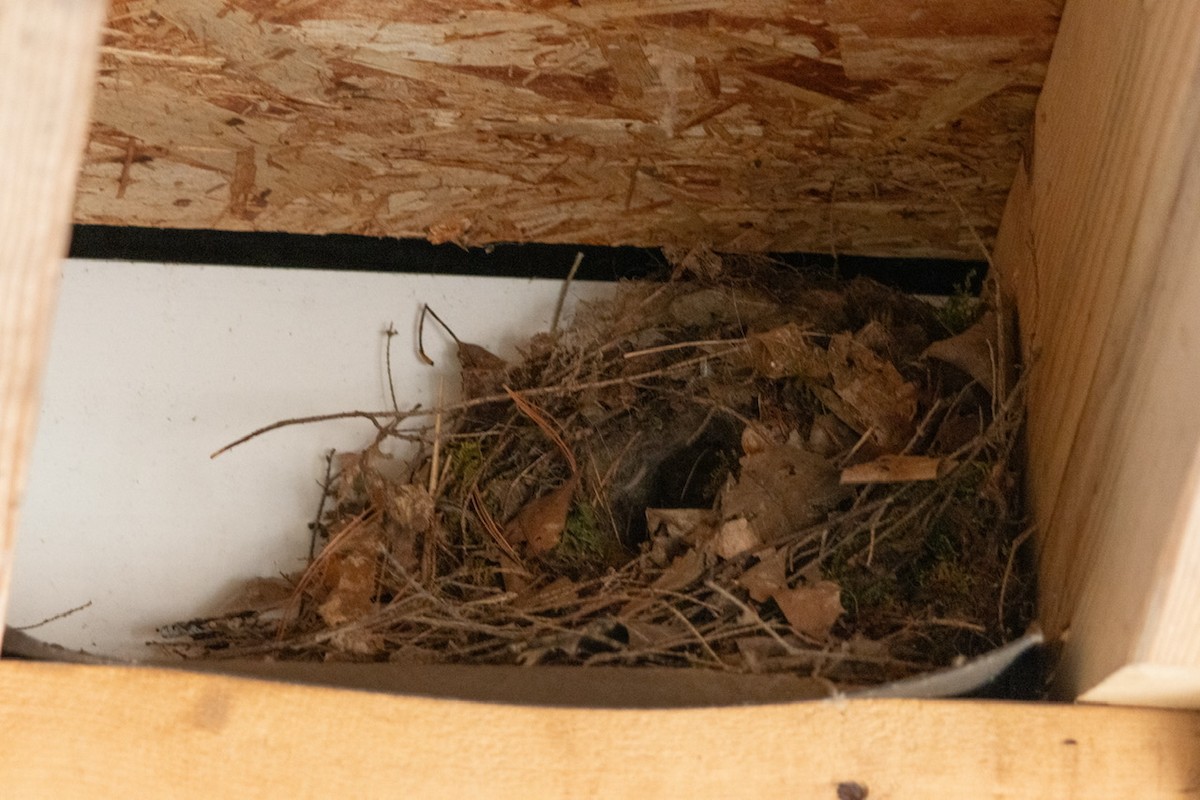 Carolina Wren - Cindy Skidgel