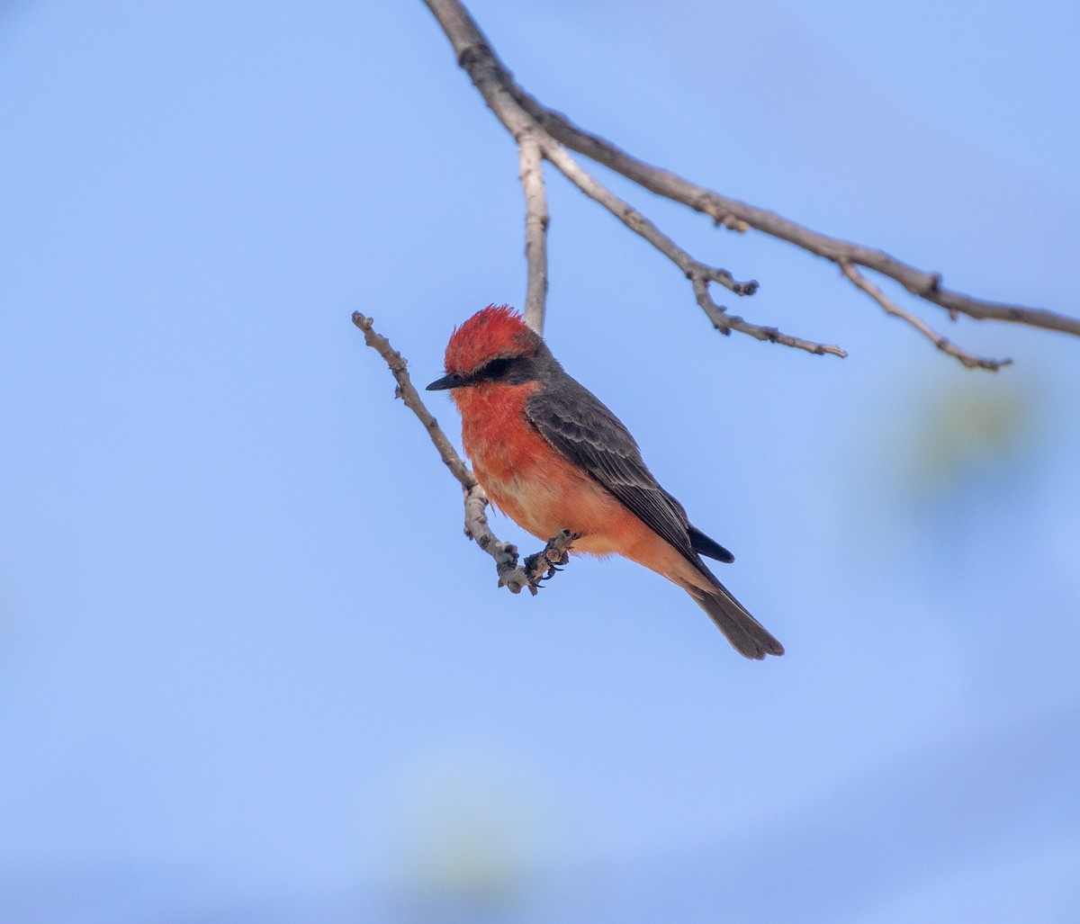 Vermilion Flycatcher - William Price