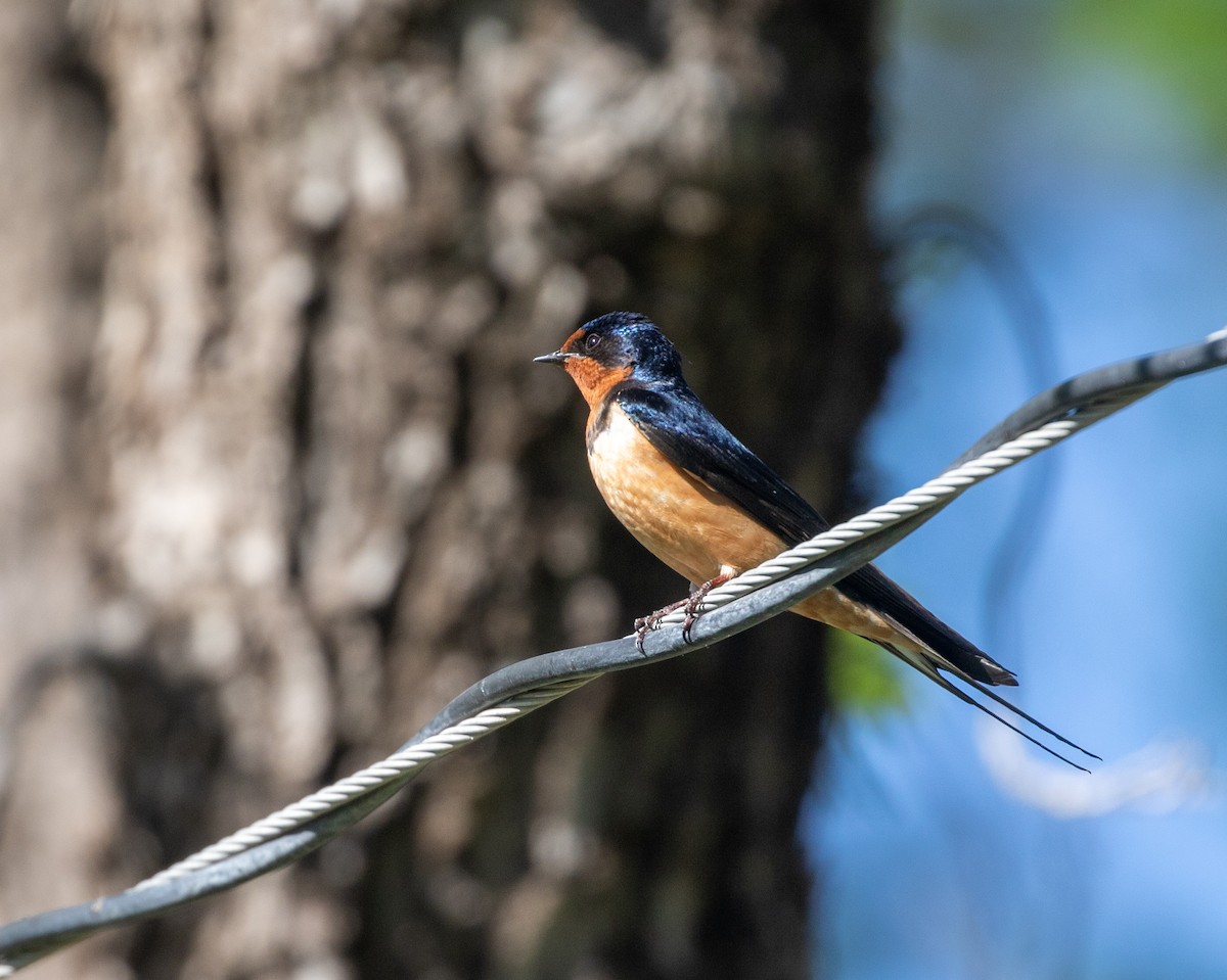 Barn Swallow (American) - ML618958249