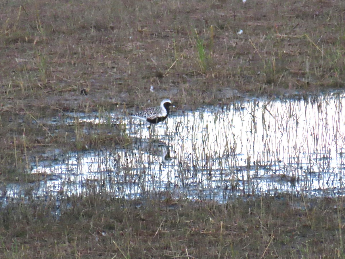 Black-bellied Plover - ML618958264