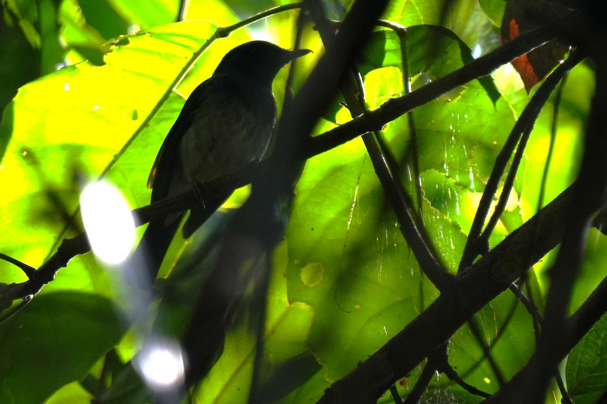 White-bellied Blue Flycatcher - ML618958266