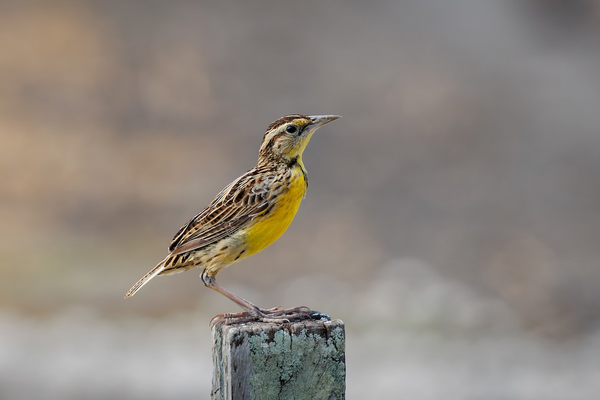 Eastern Meadowlark - ML618958273