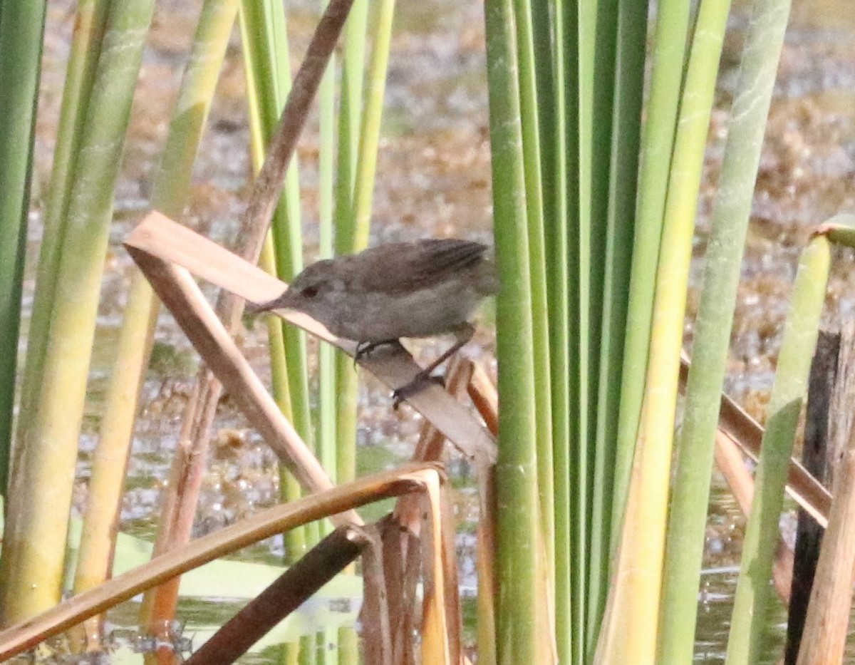 Greater Swamp Warbler - ML618958276