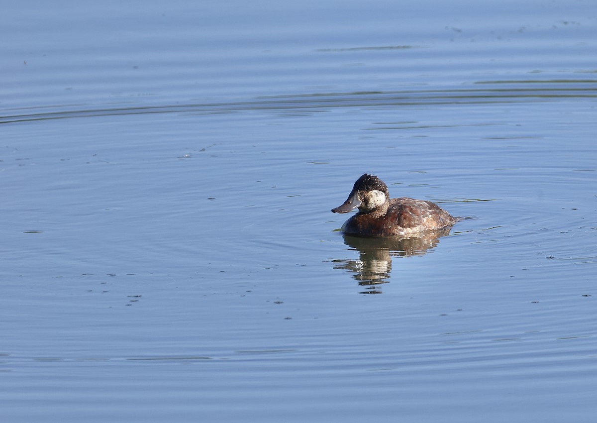 Ruddy Duck - Anir Bhat