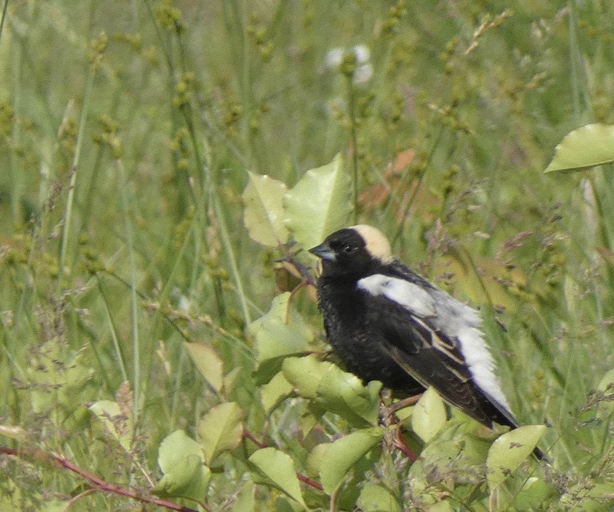 Bobolink - Kristin Diekmeyer