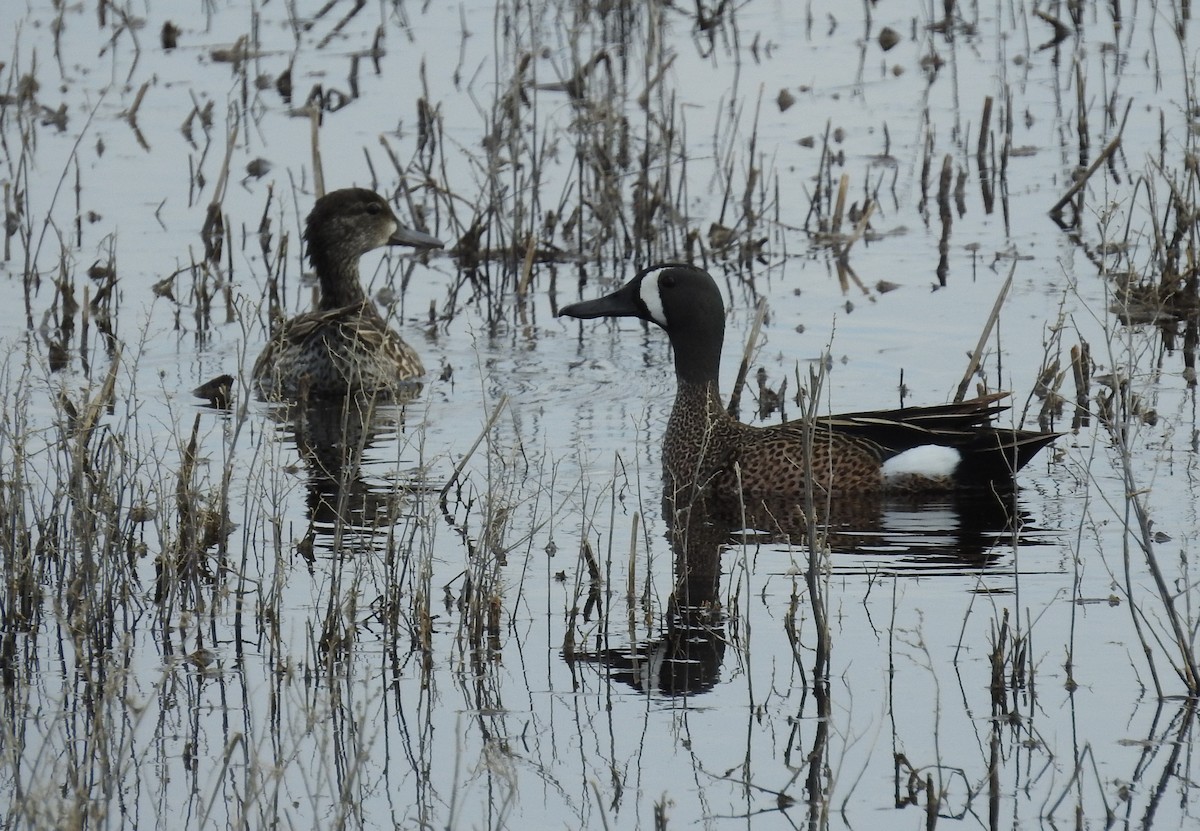 Blue-winged Teal - ML618958315