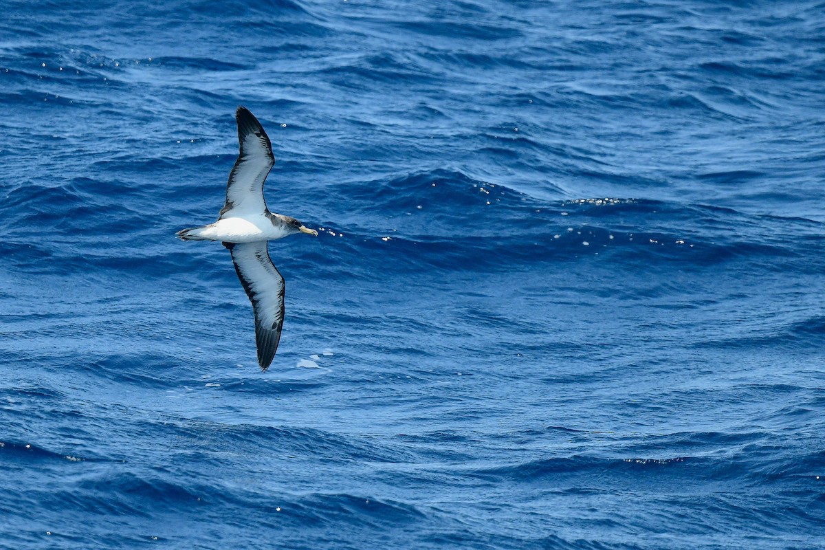 Cory's Shearwater (borealis) - Kate Sutherland