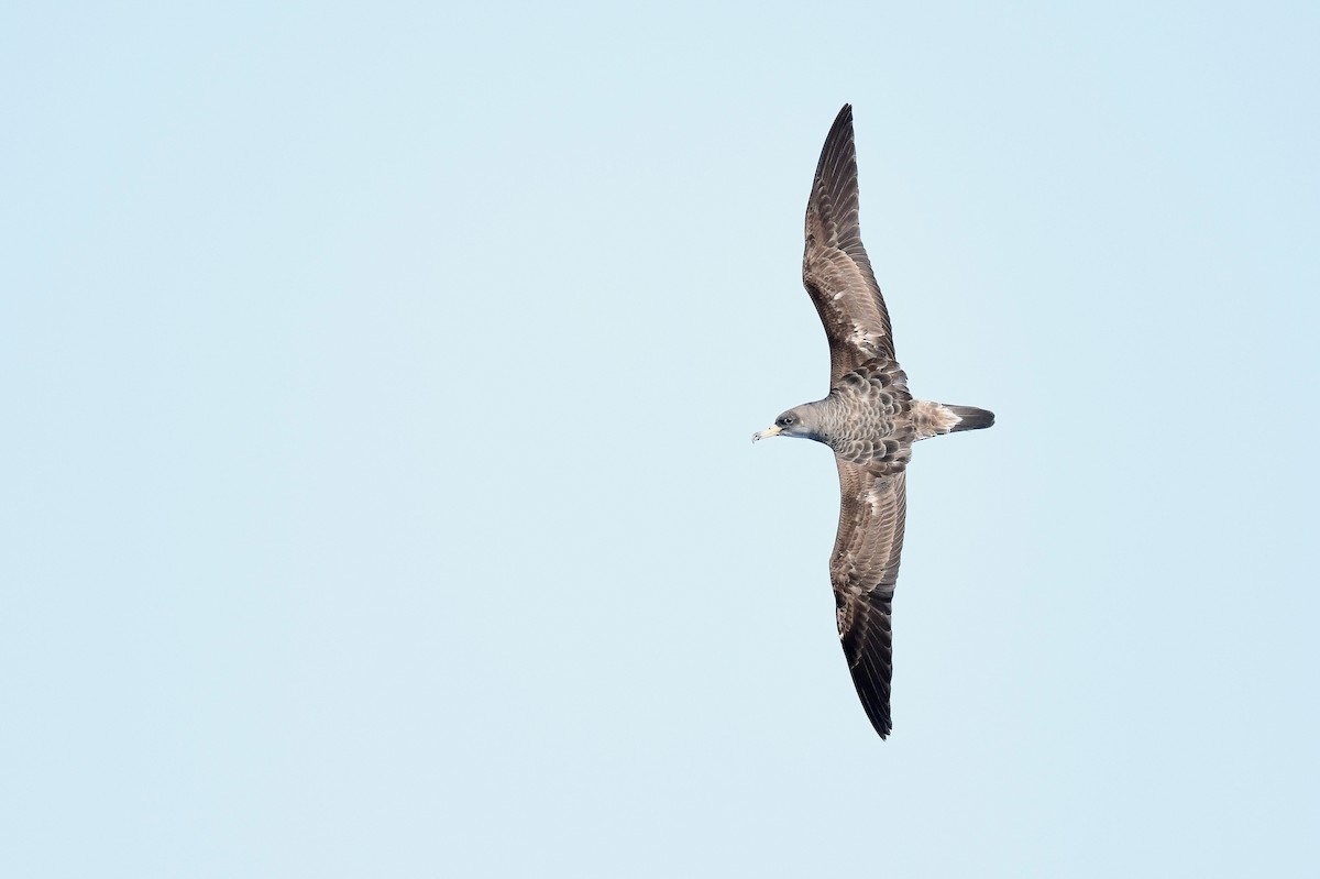 Cory's Shearwater (borealis) - Kate Sutherland