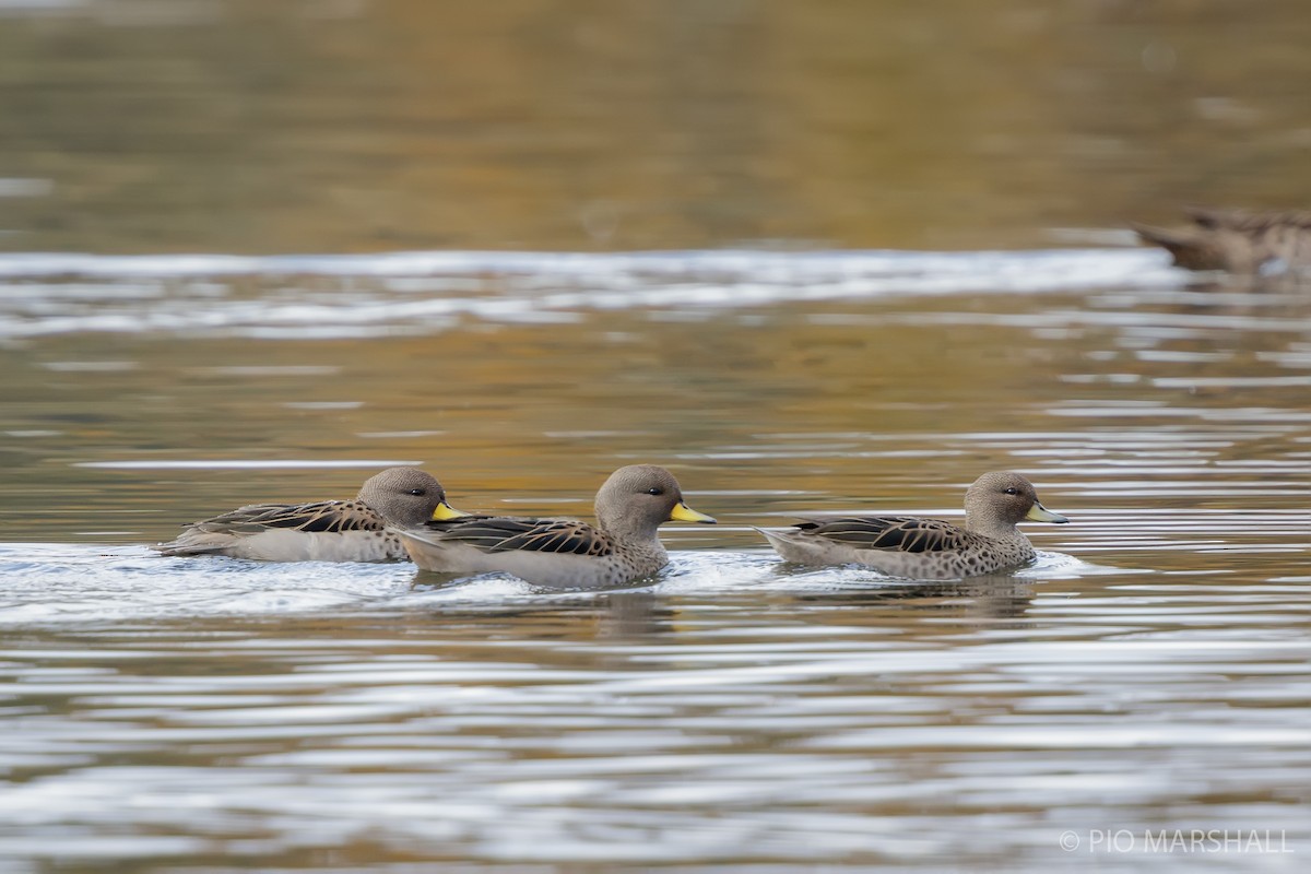 Yellow-billed Teal - Pio Marshall