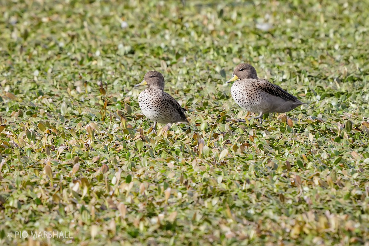 Yellow-billed Teal - ML618958340