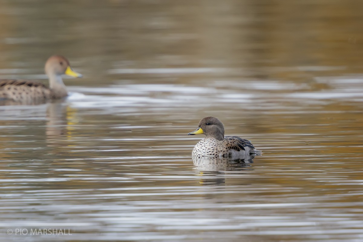 Yellow-billed Teal - Pio Marshall