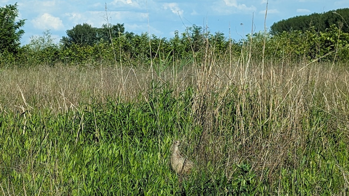 Ring-necked Pheasant - ML618958347