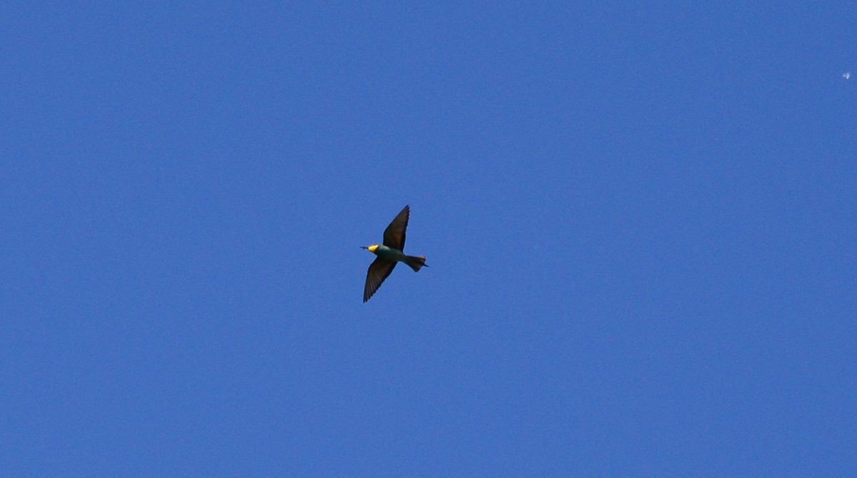 European Bee-eater - Tim Tchurov