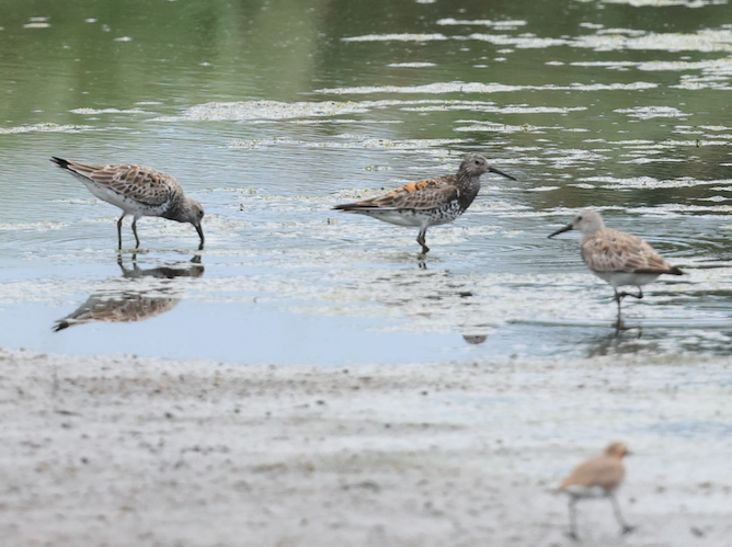 Great Knot - ML618958364