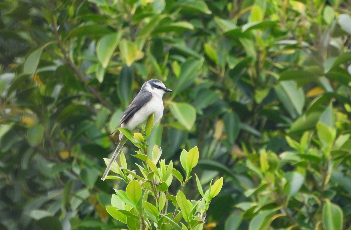 Brown-rumped Minivet - ML618958369