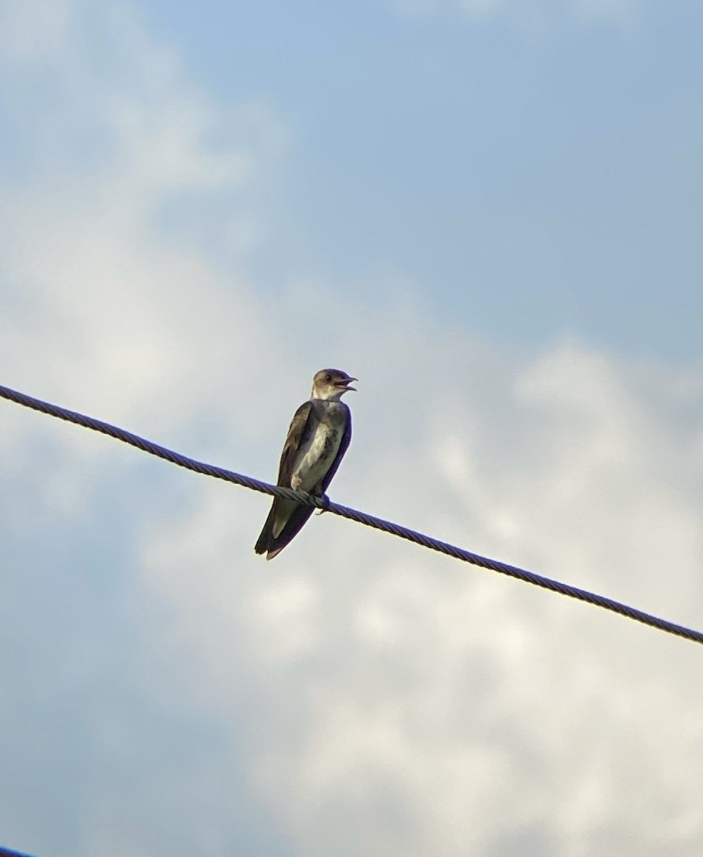 Brown-chested Martin - Ana Brítez