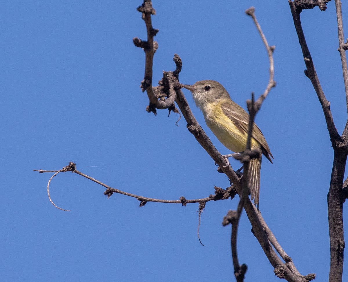 Braunaugenvireo (bellii/medius) - ML618958377