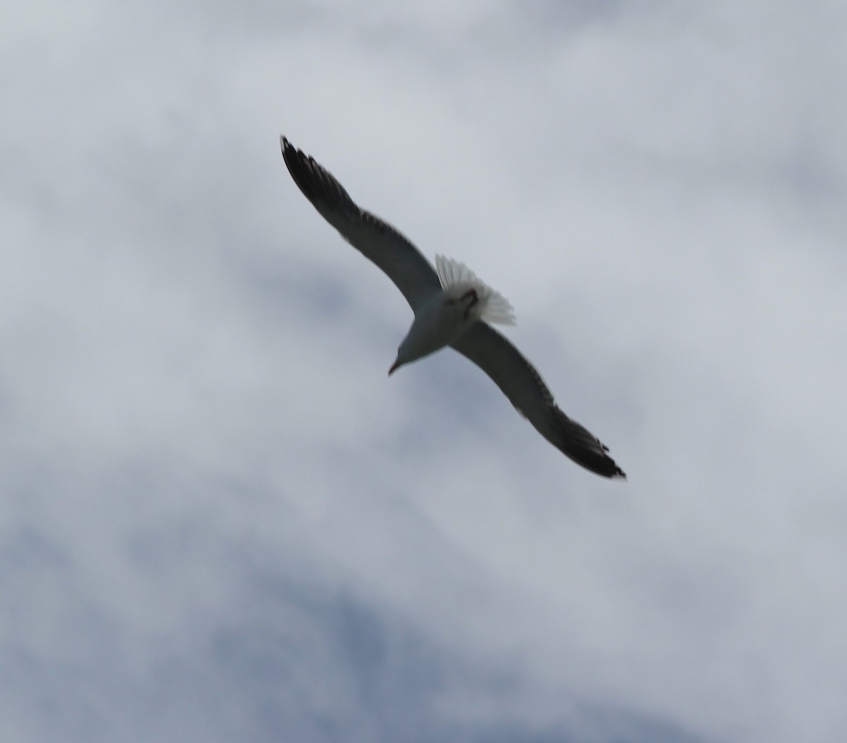 Great Black-backed Gull - ML618958384
