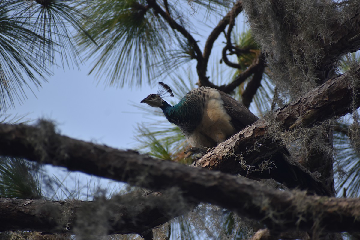 Indian Peafowl - CA PeQueen