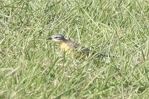 Western Yellow Wagtail (flava) - Sean Davies