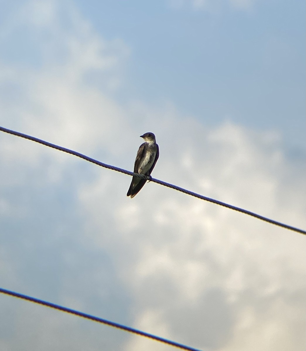 Brown-chested Martin - Ana Brítez