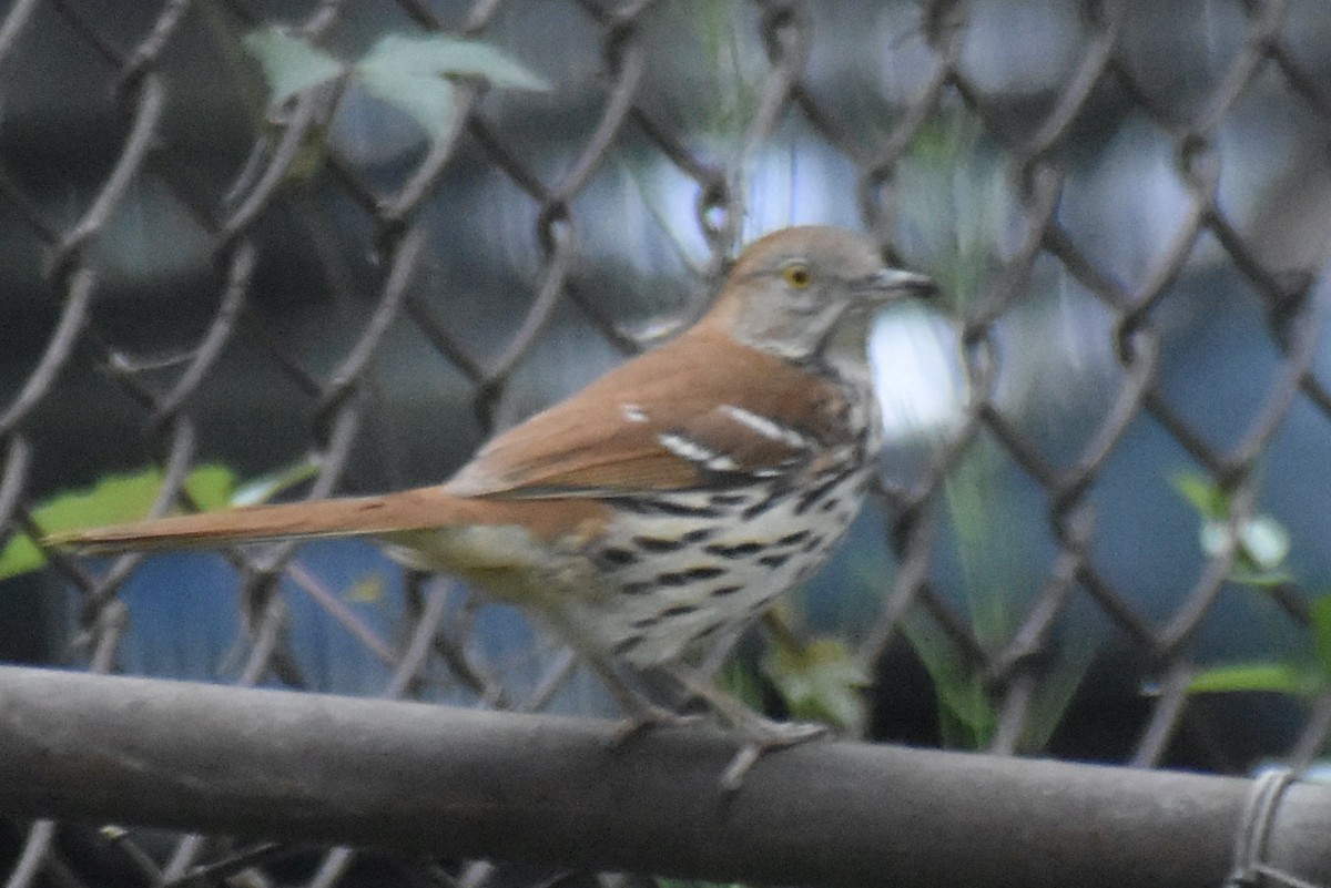 Brown Thrasher - Will K