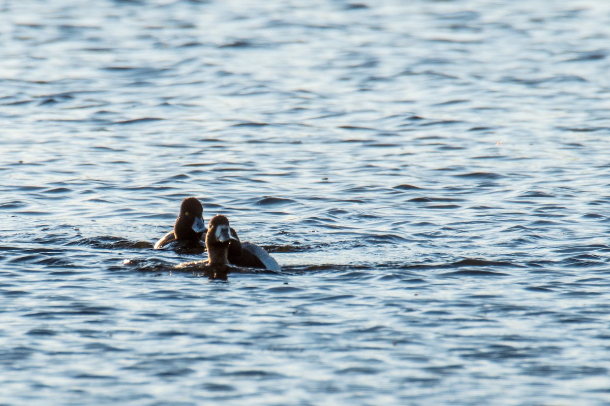 Lesser Scaup - ML618958412