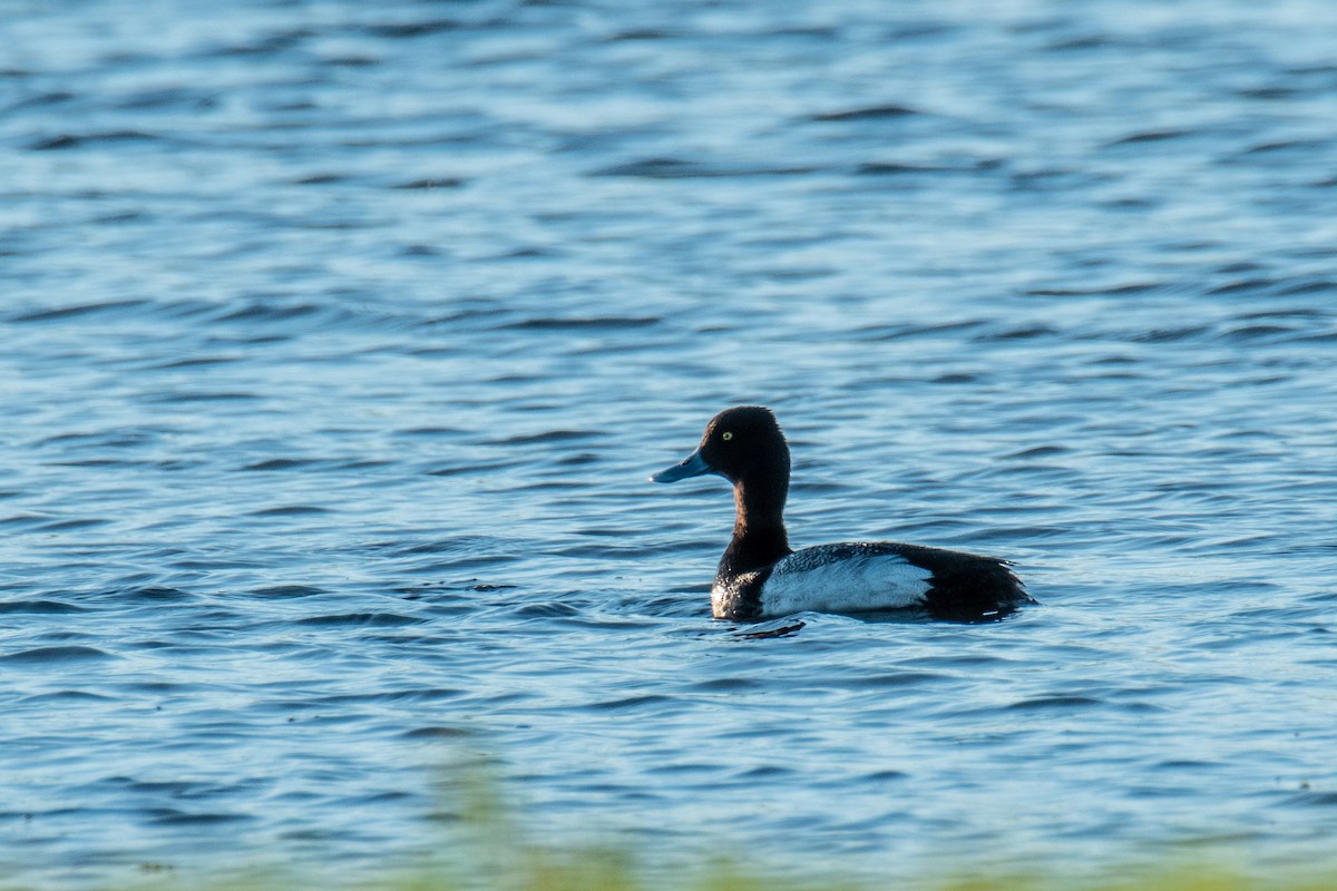 Lesser Scaup - ML618958413