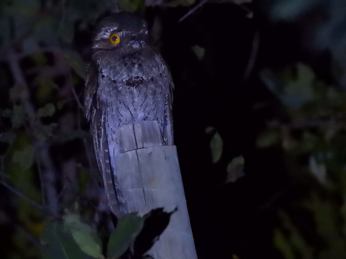 Common Potoo - Jan Kamler