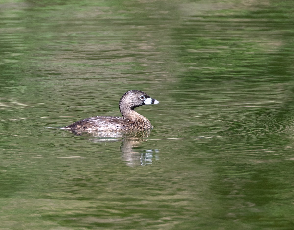 Pied-billed Grebe - ML618958440