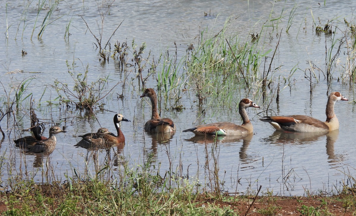 Egyptian Goose - Hubert Söhner