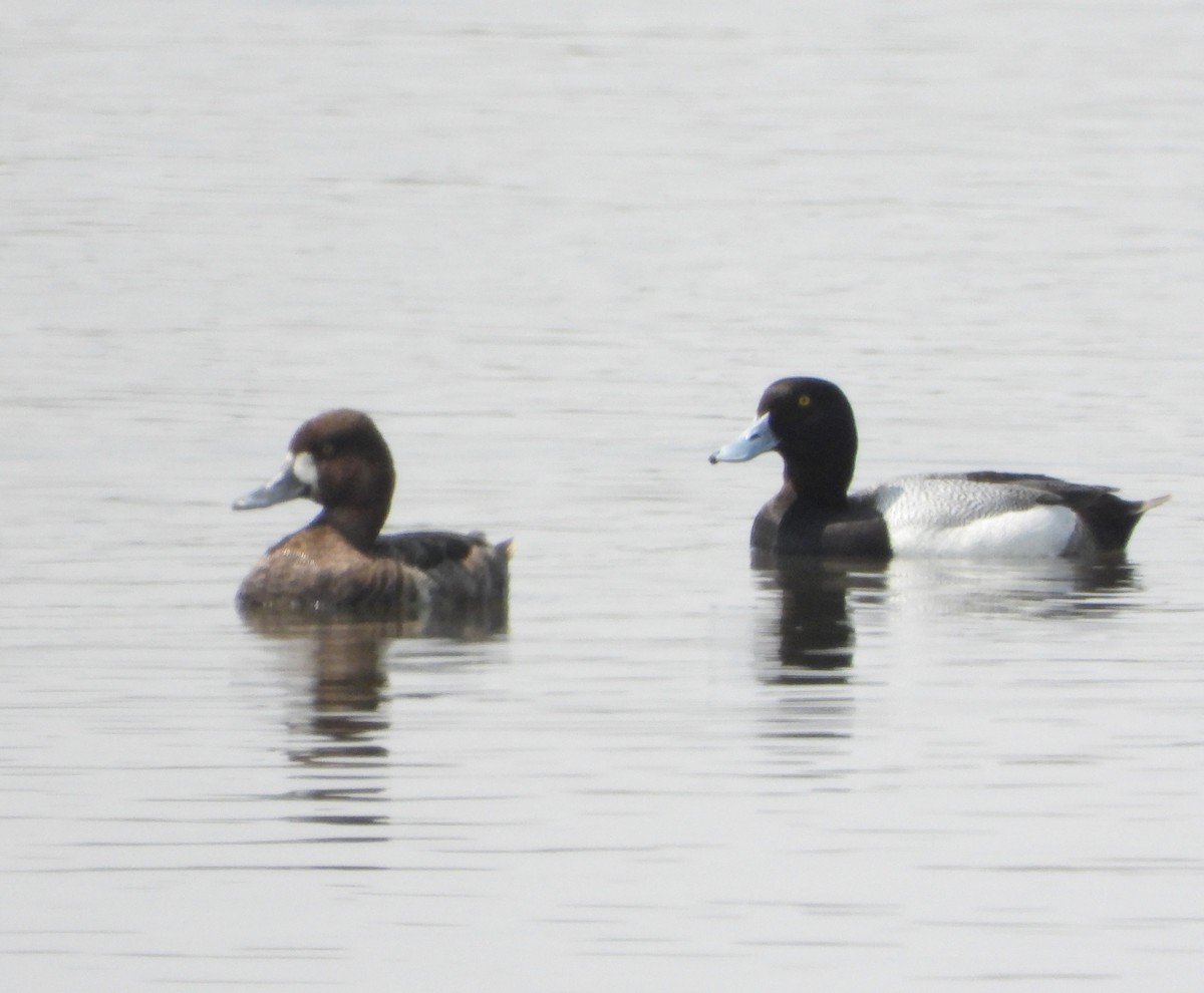 Lesser Scaup - ML618958451