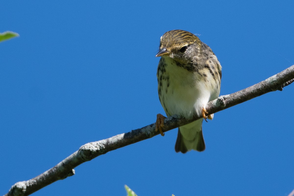 Blackpoll Warbler - ML618958456