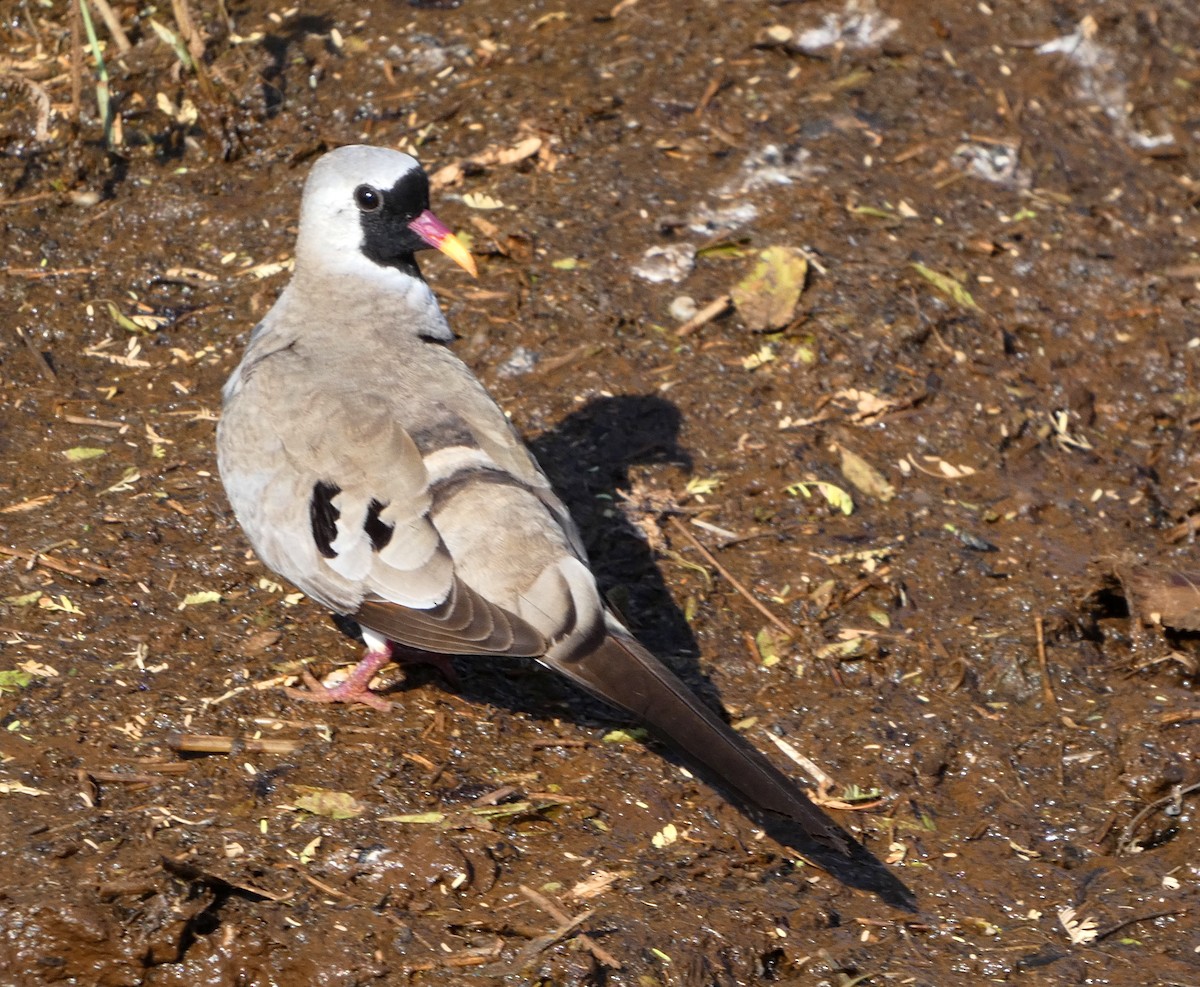 Namaqua Dove - Hubert Söhner