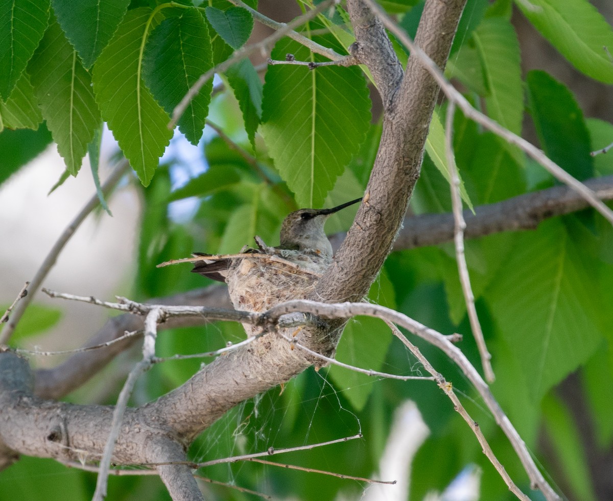 Black-chinned Hummingbird - William Price
