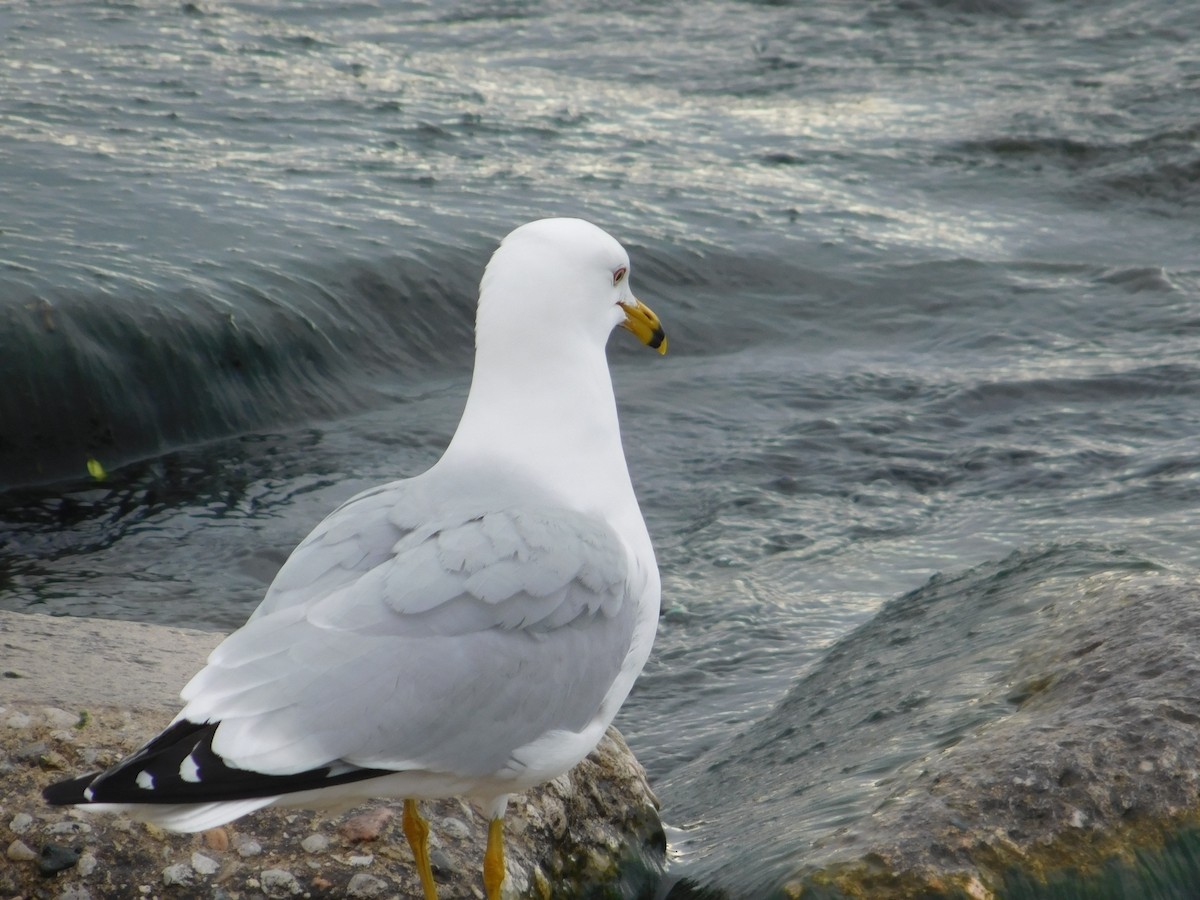 Ring-billed Gull - ML618958469