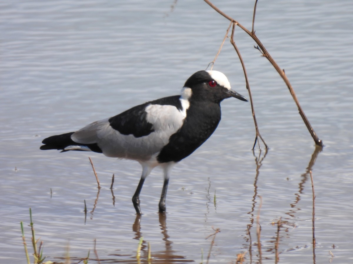 Blacksmith Lapwing - ML618958474