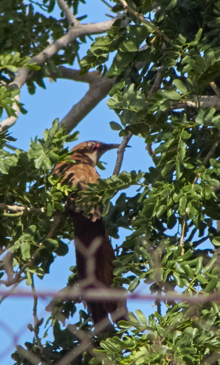 Great Lizard-Cuckoo - Sorahabell Orduño