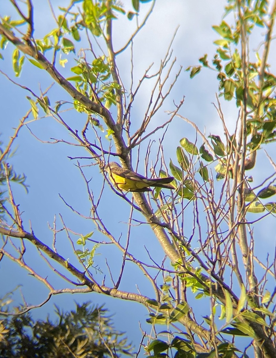 Tropical Kingbird - ML618958501