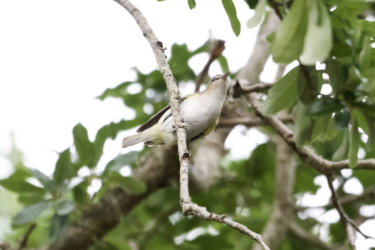 Vireo Ojirrojo - ML618958506