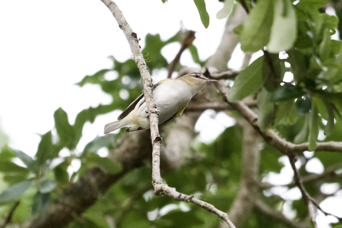 Rotaugenvireo - ML618958507