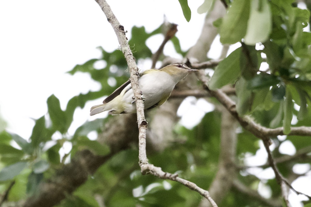 Red-eyed Vireo - ML618958508