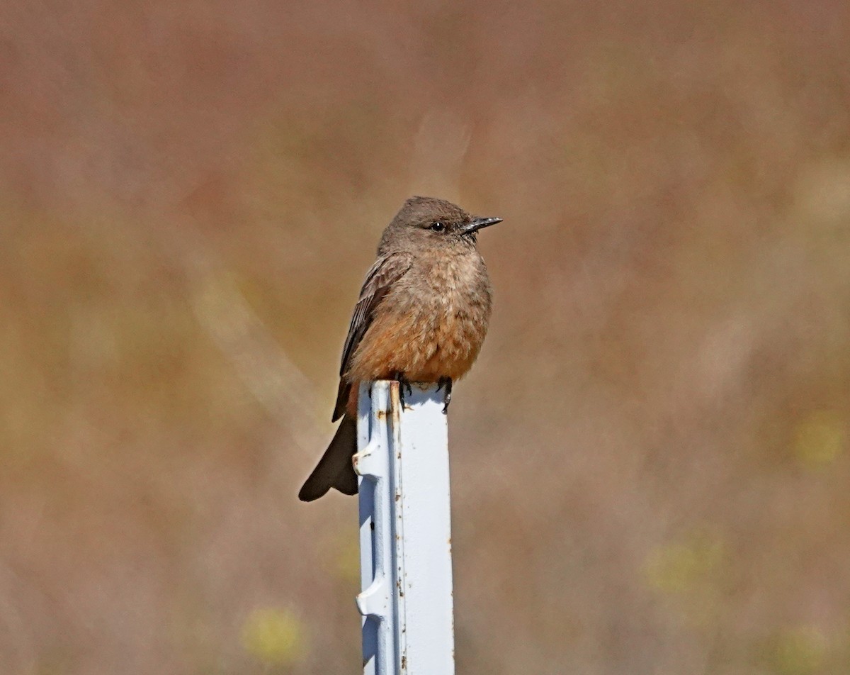 Say's Phoebe - ML618958511