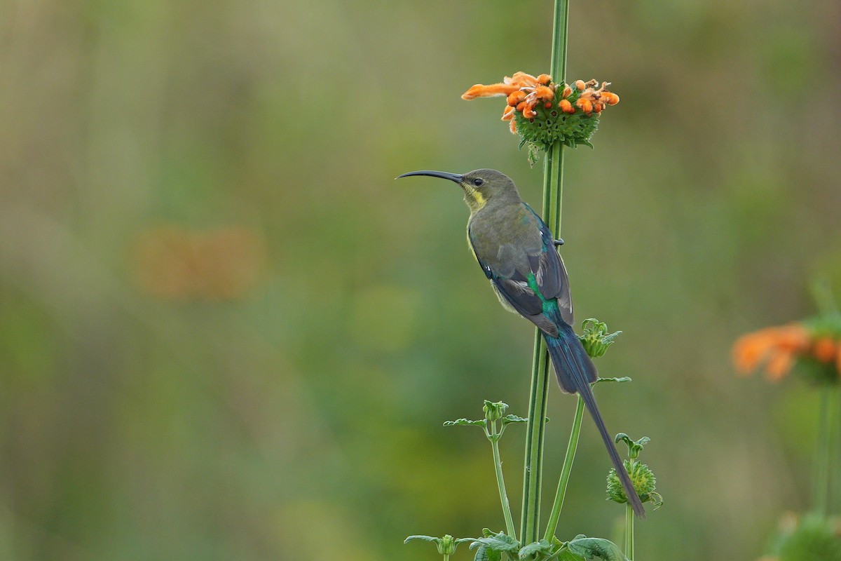 Malachite Sunbird - ML618958518