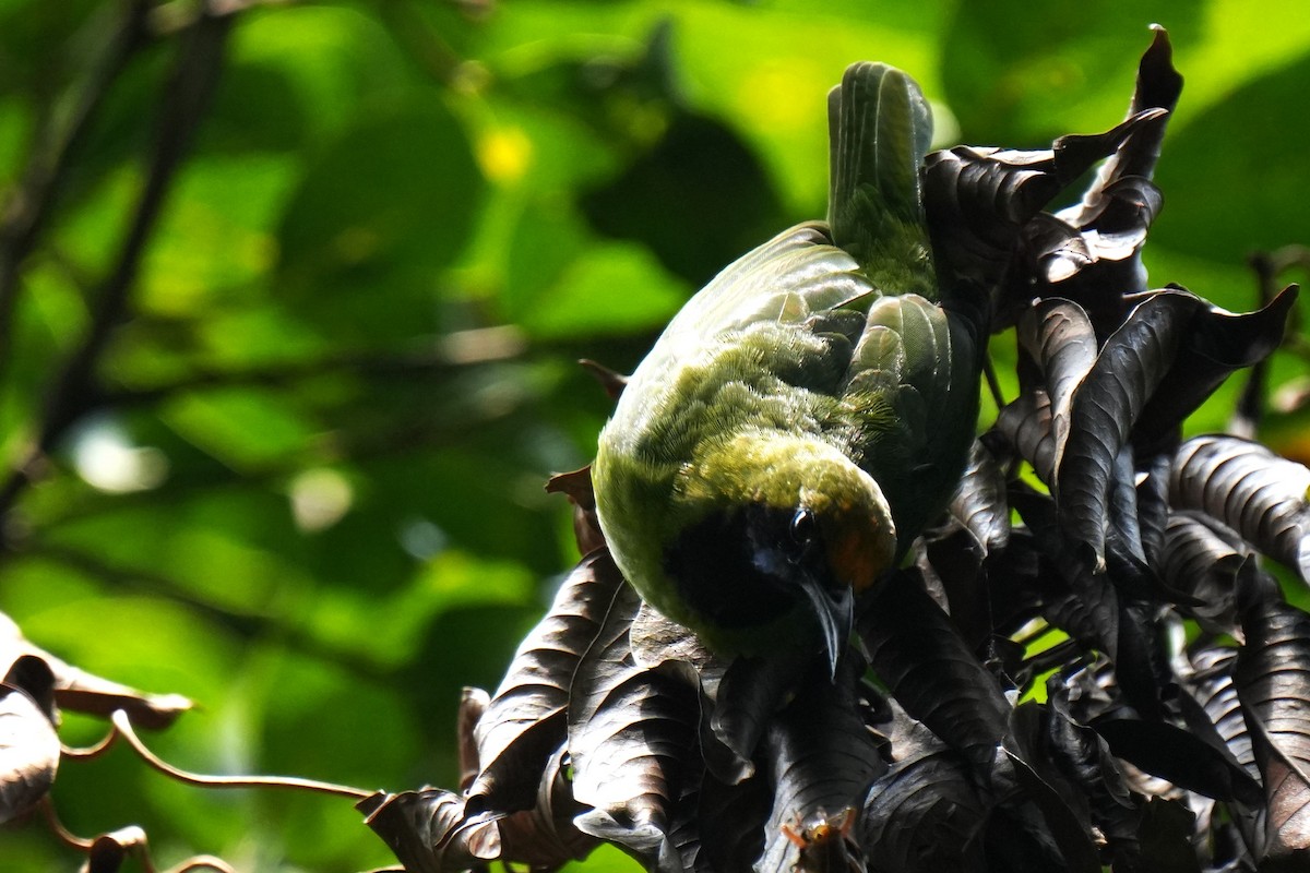 Golden-fronted Leafbird - Sundar Muruganandhan