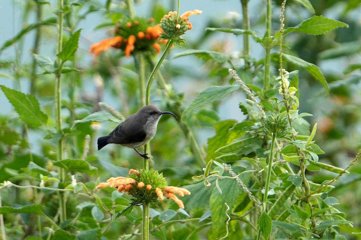 Southern Double-collared Sunbird - Dave Rimmer