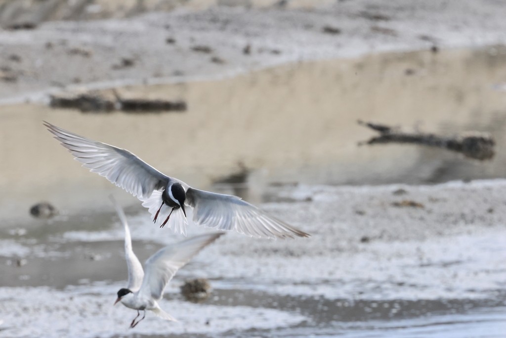 Whiskered Tern - ML618958531