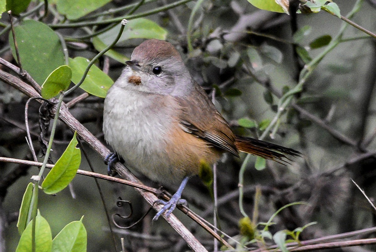 Short-billed Canastero - federico nagel